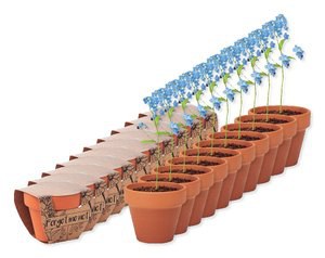 Pack mit 100 GiftRetail MO6146 - FORGET ME NOT Terracotta-Topf Vergissmeinnich